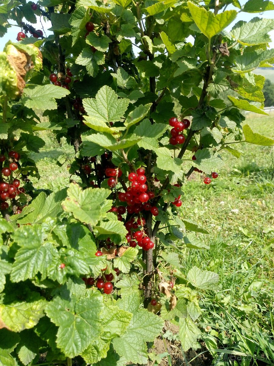 Ponukam brigadu do zahrady - 8