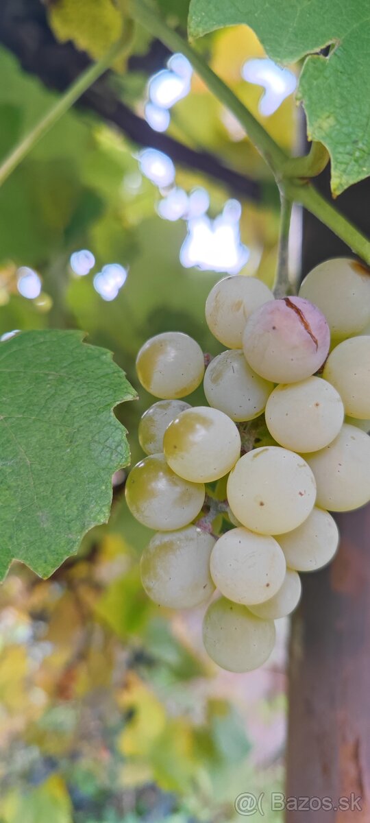 Tmavé a biele hrozno na samozber - 8