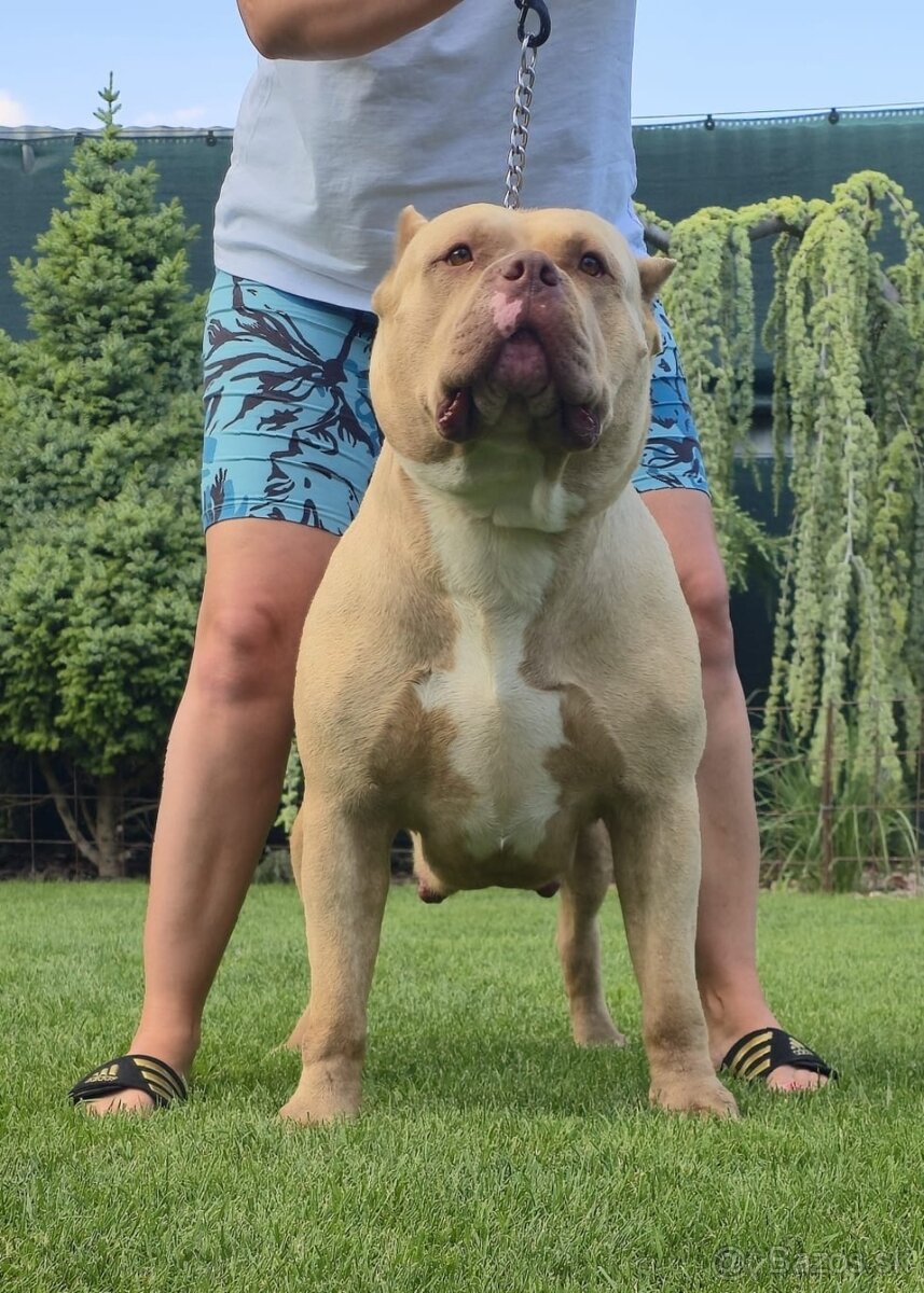American bully - 8