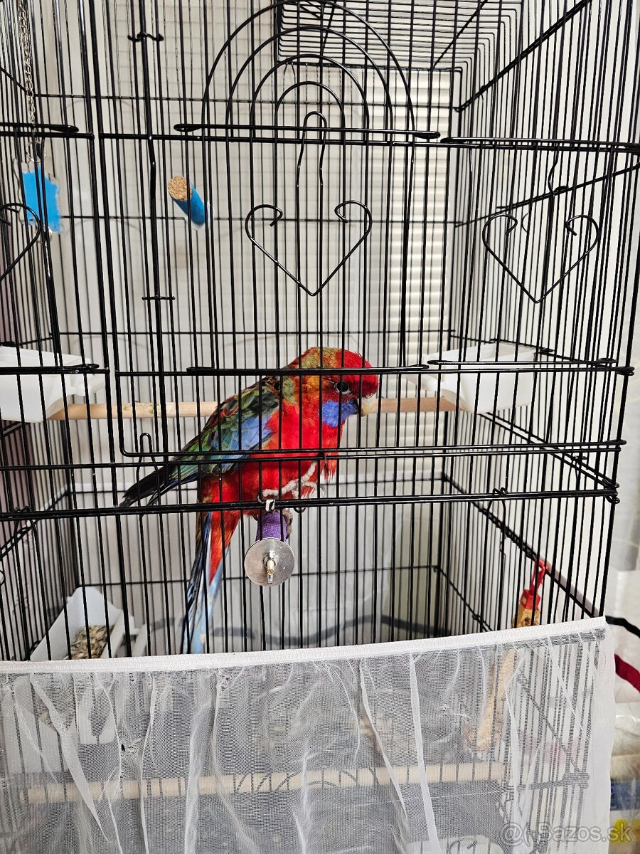 Samec rozela penant - 8