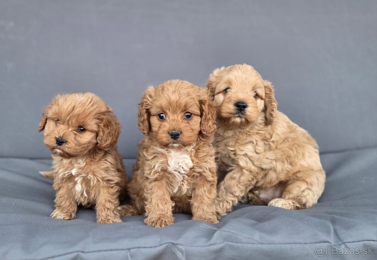Cavapoo - 8