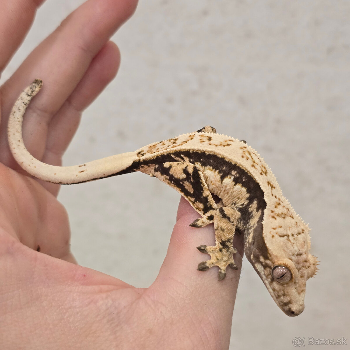 Pagekon riasnaty - C. ciliatus z vlastneho odchovu od 30€ - 8