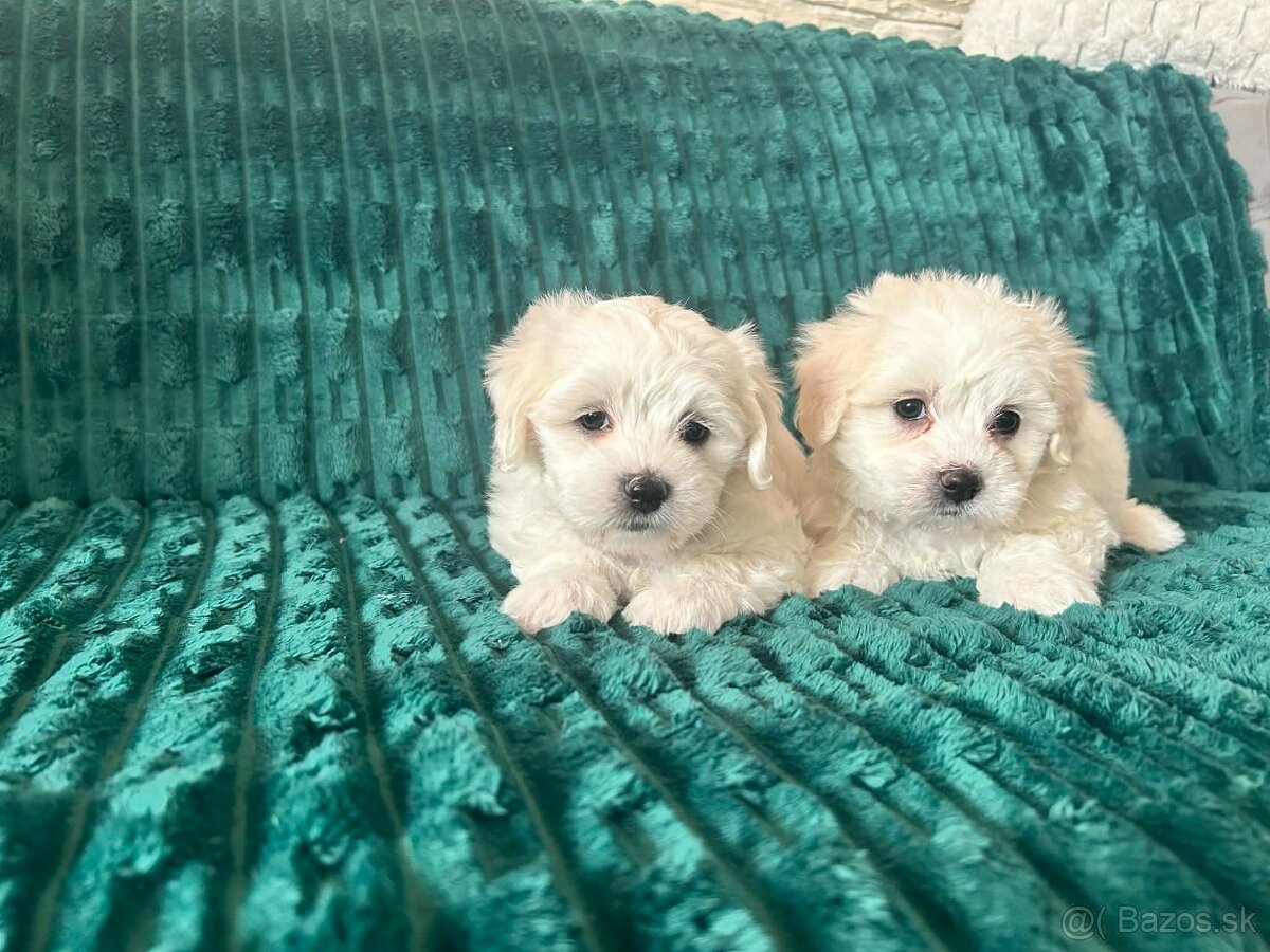 Čisto krvny maltezak - 8