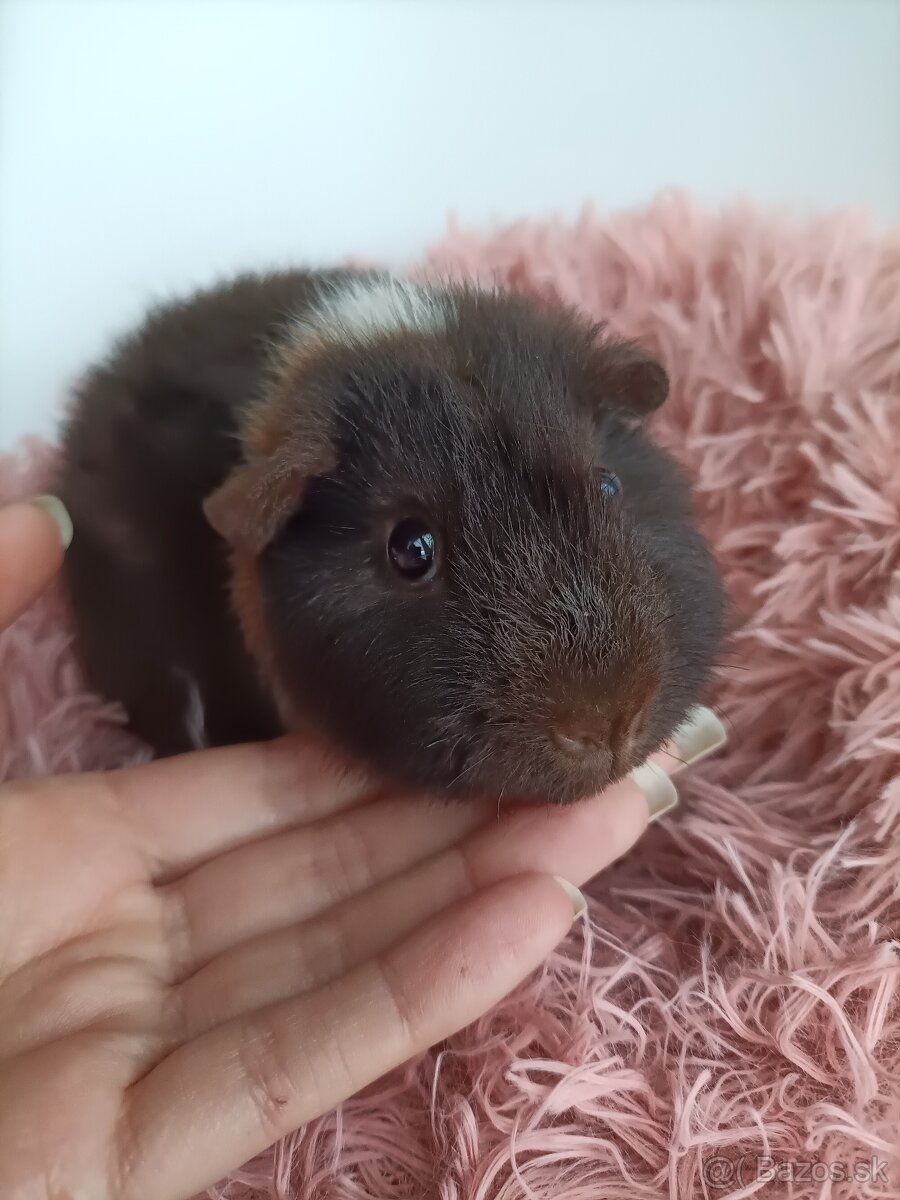 Morčatá Us Teddy - 8