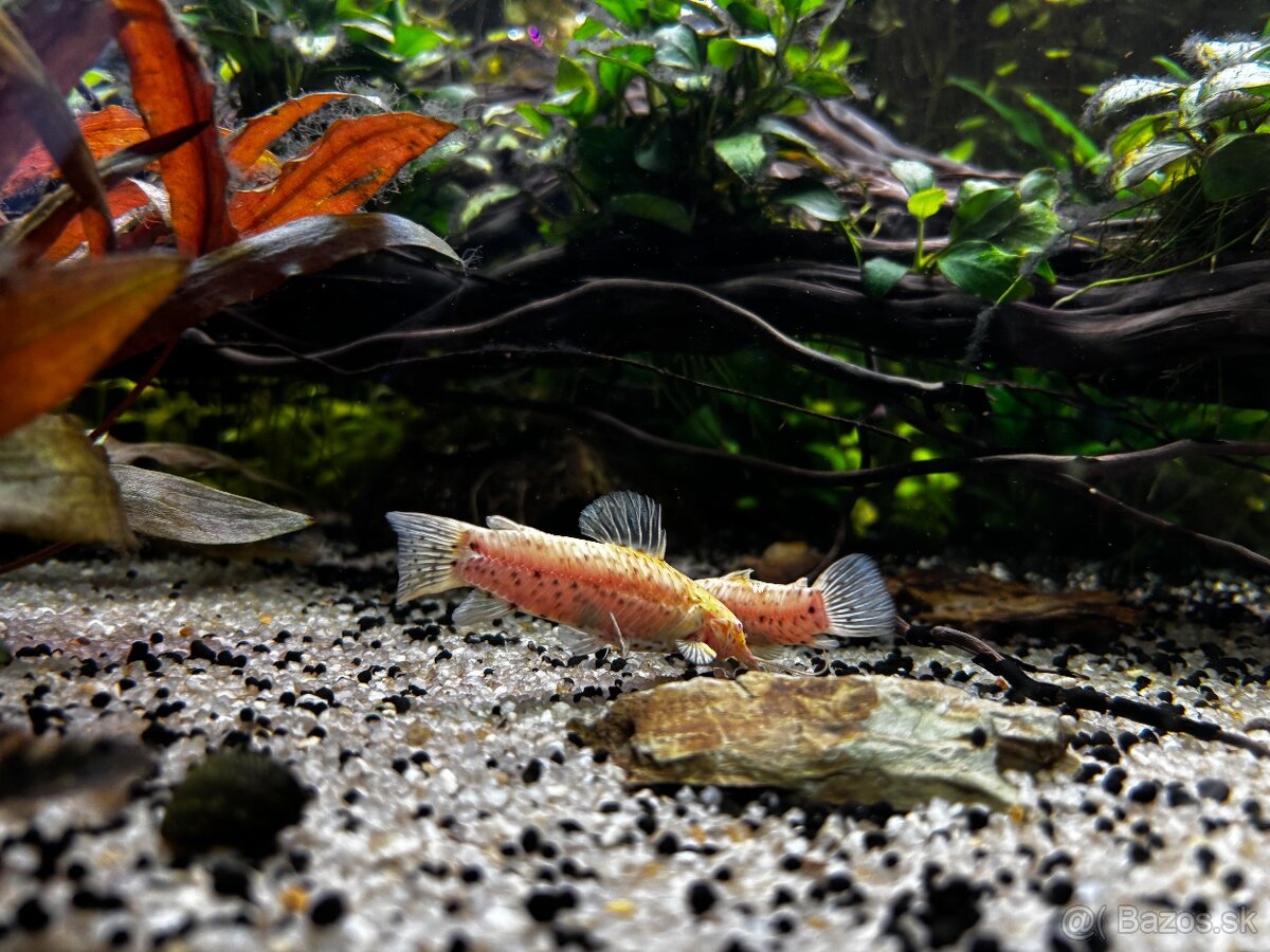 Rybyčky - akvaristika - 8