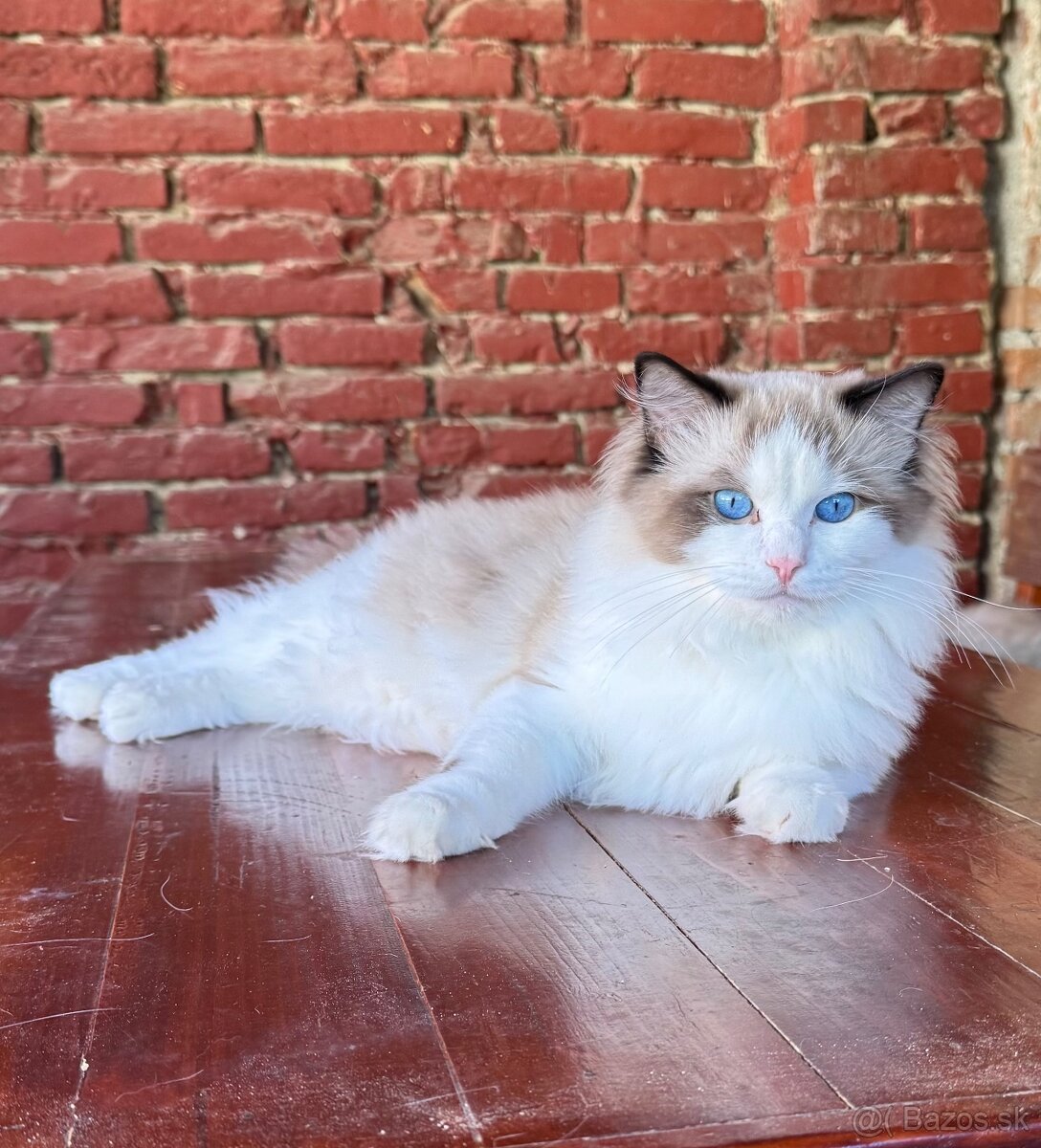 Ragdoll mačiatka s rodokmeňom, s PP FIFE - 8