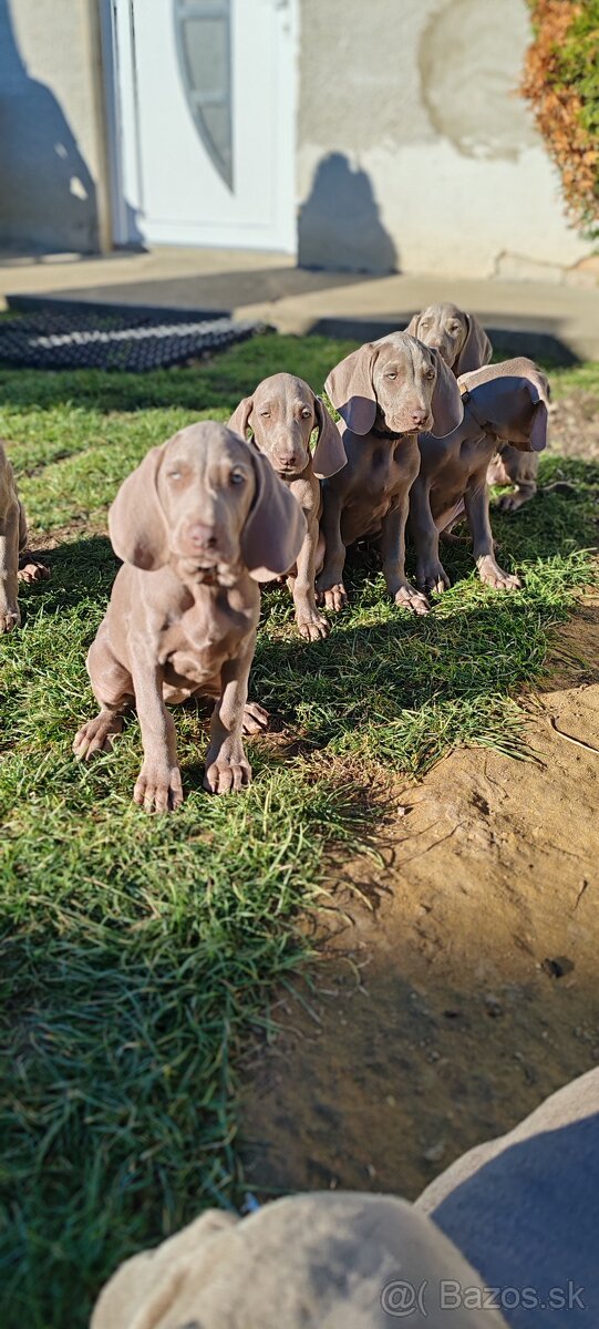 Weimarsky stavač - 8