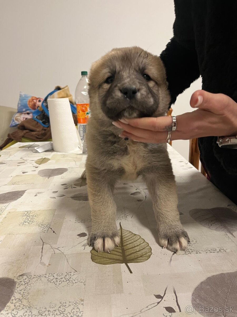 Stredoázijský ovčiak SAO - 8