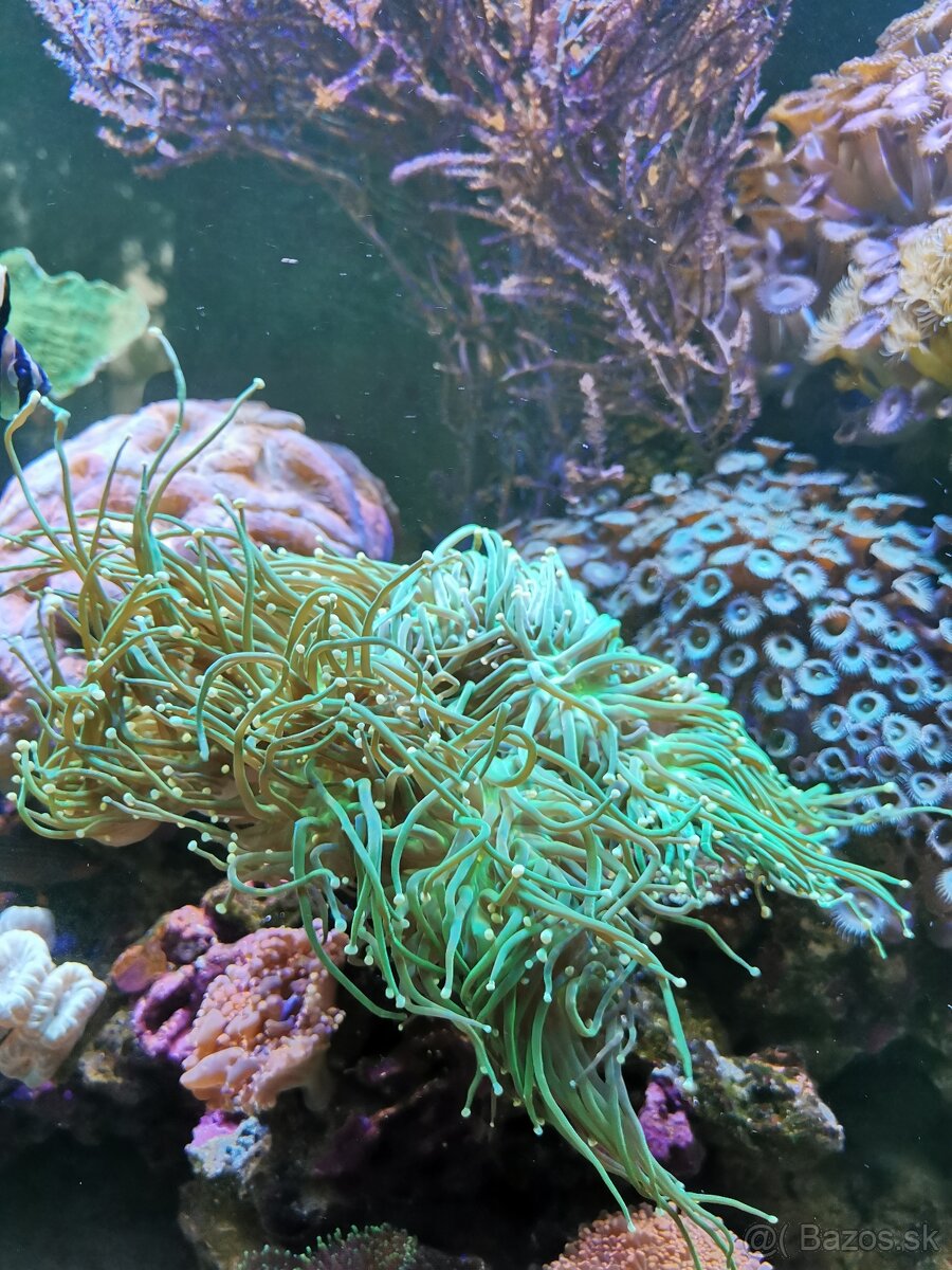 Morske akvarium - 8