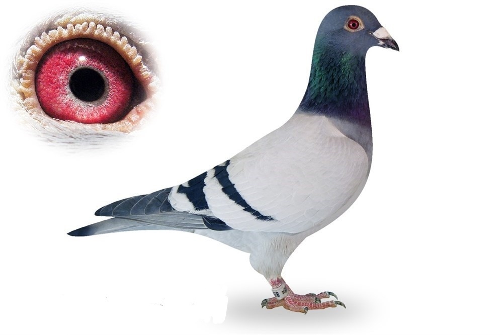 Poštové holuby - 8