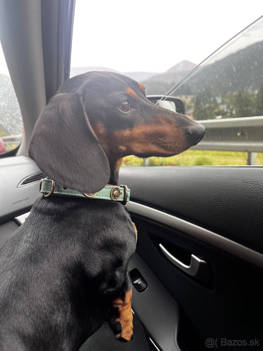 Trpazlici jazvecik na krytie - 8