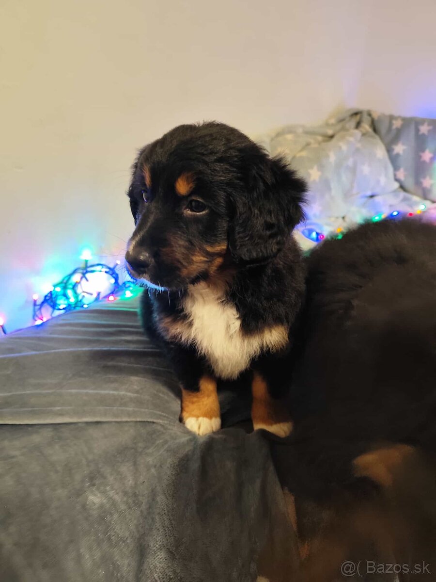 Bernský salašnícky pes / bernsky salasnicky pes - 8