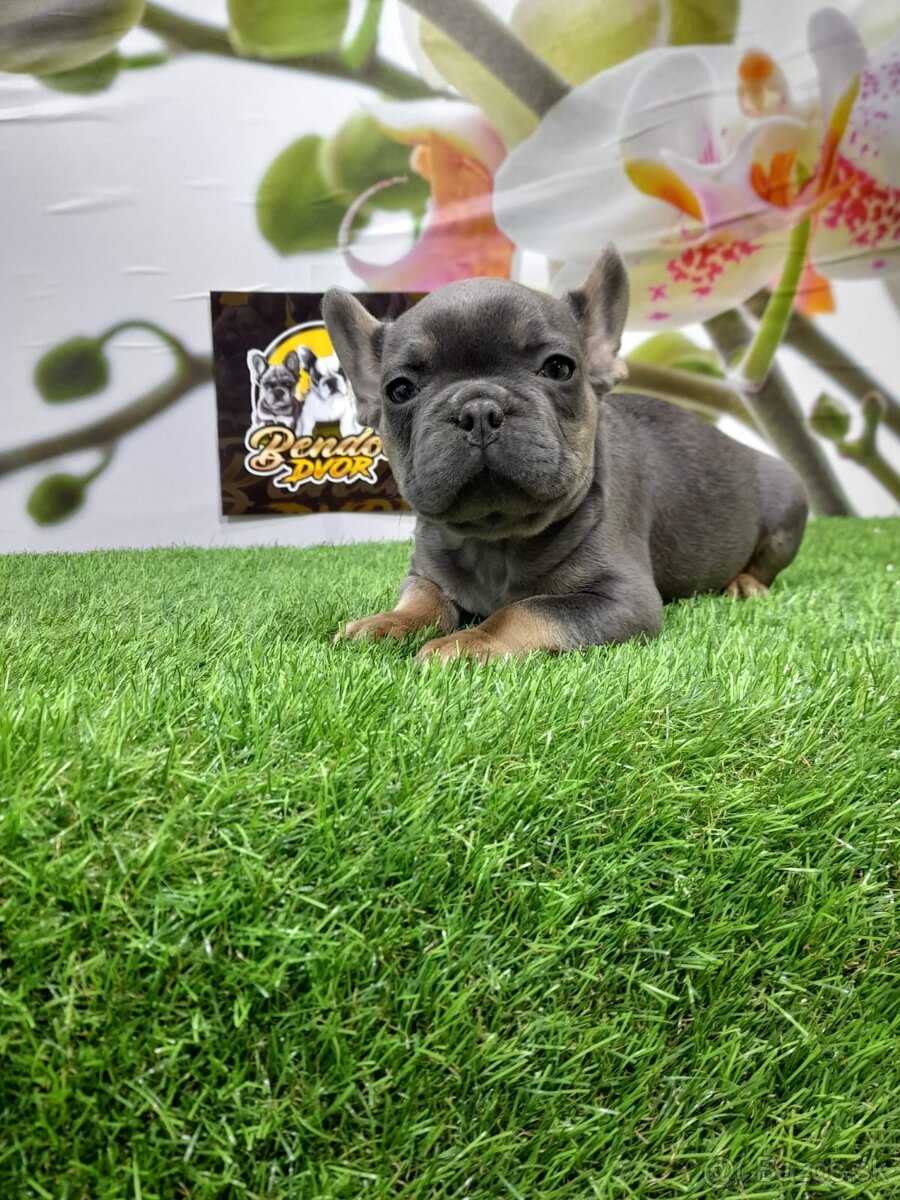 Francúzsky buldoček - 8