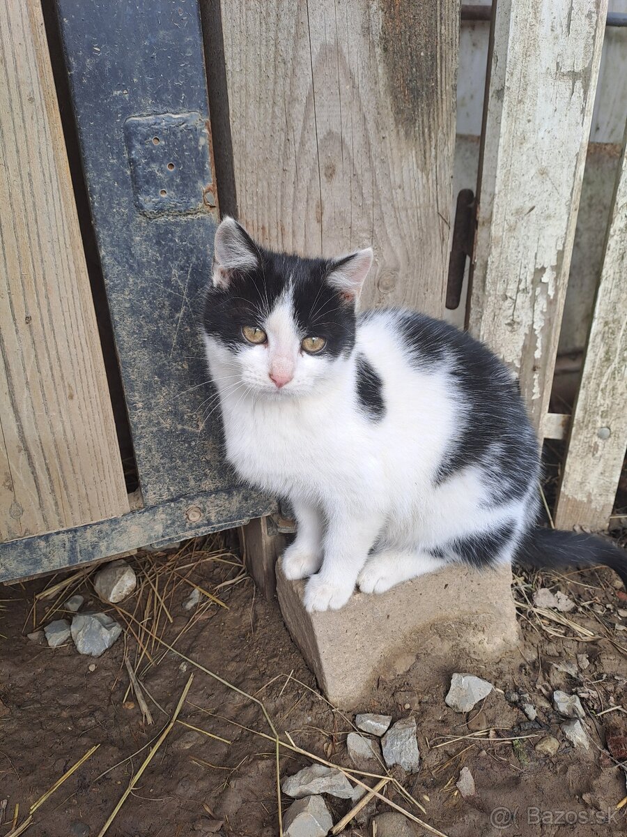 Darujem mačiatka - 8