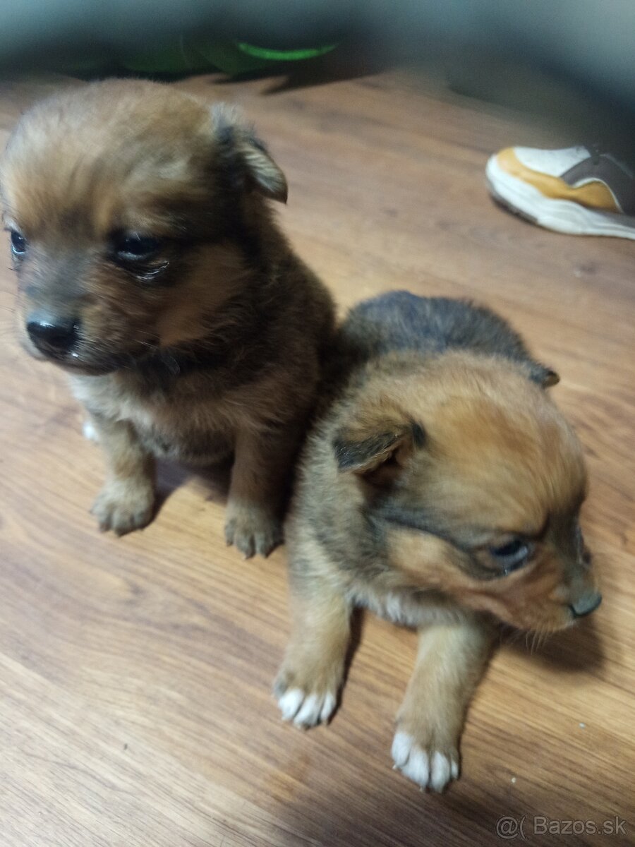 Predám 3 psoch - 8