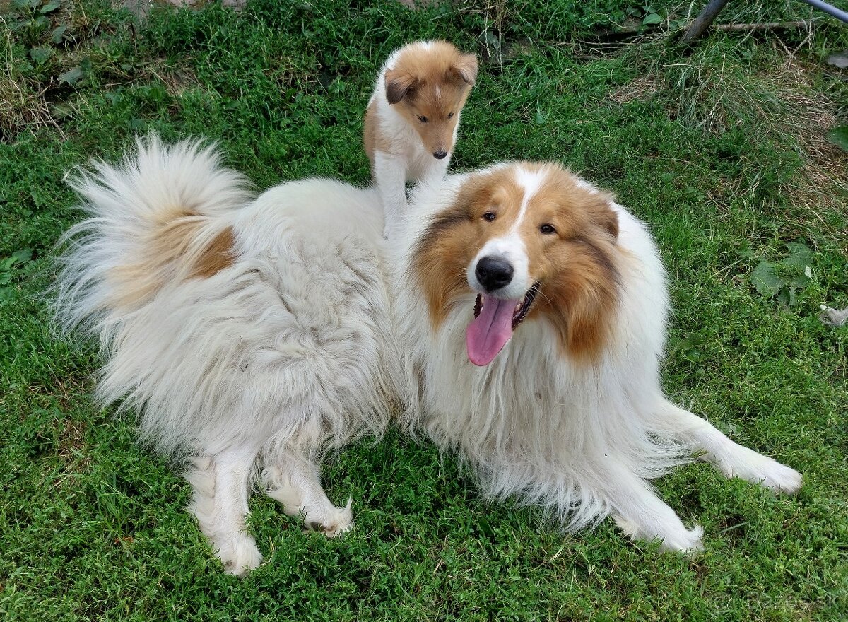 Kólia dlhosrstá s PP - 8