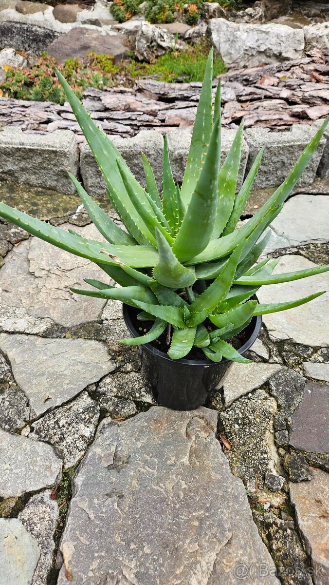 predám rastliny aloe vera - 8
