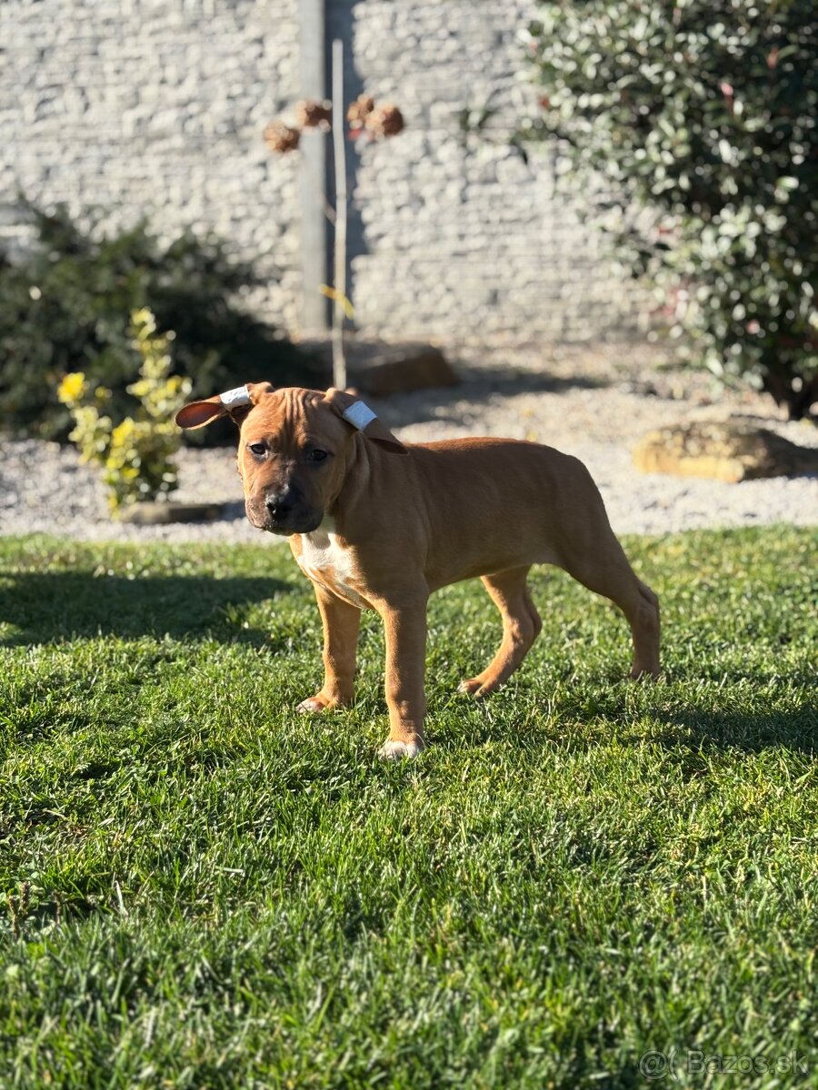 Americký stafordšírsky teriér - 8