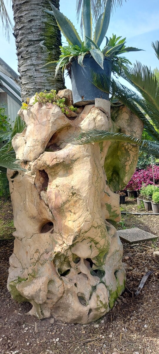 Palmy, cykasy,olivovníky - 8