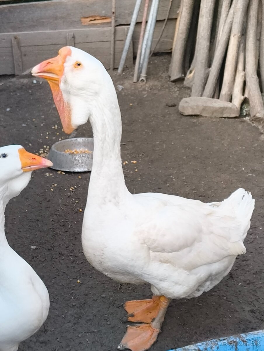 Husí slovenské biele a Chomogor - 8