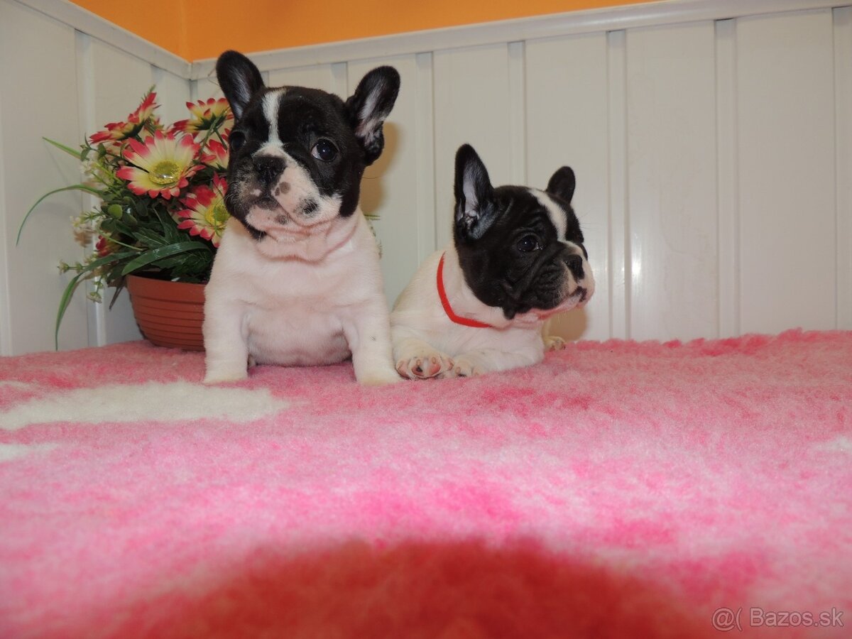 Francúzsky buldoček s PP.FCI. - 8