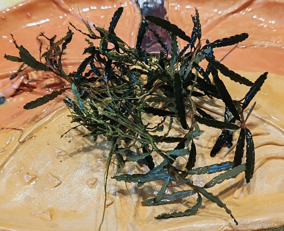 Akvarijné rastliny - 8