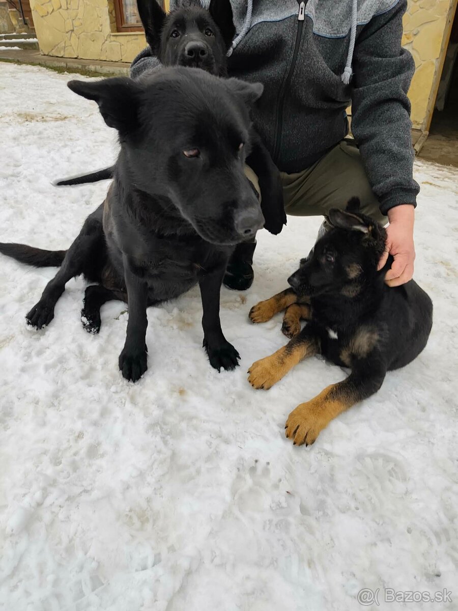 Nemecky ovčiak - 8