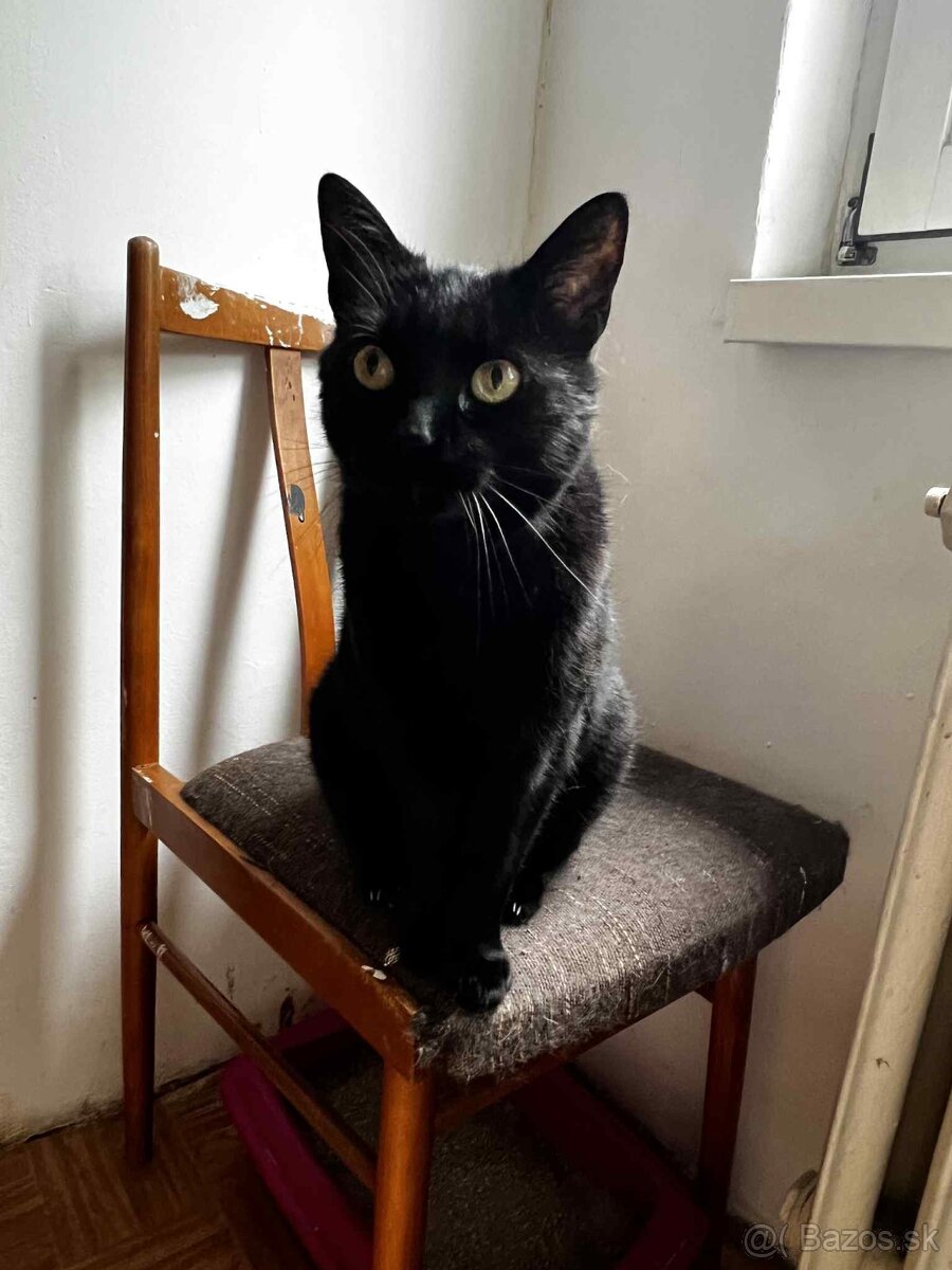 Úžasná Ditta hľadá domov - 8