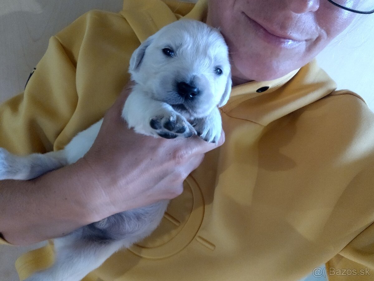 GOLDEN RETRIEVER - k rezervaci - 8