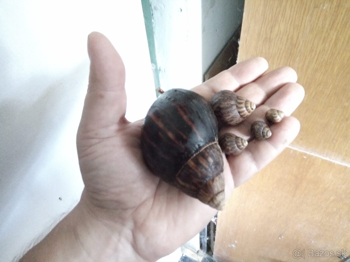 Africké slimáky - 8