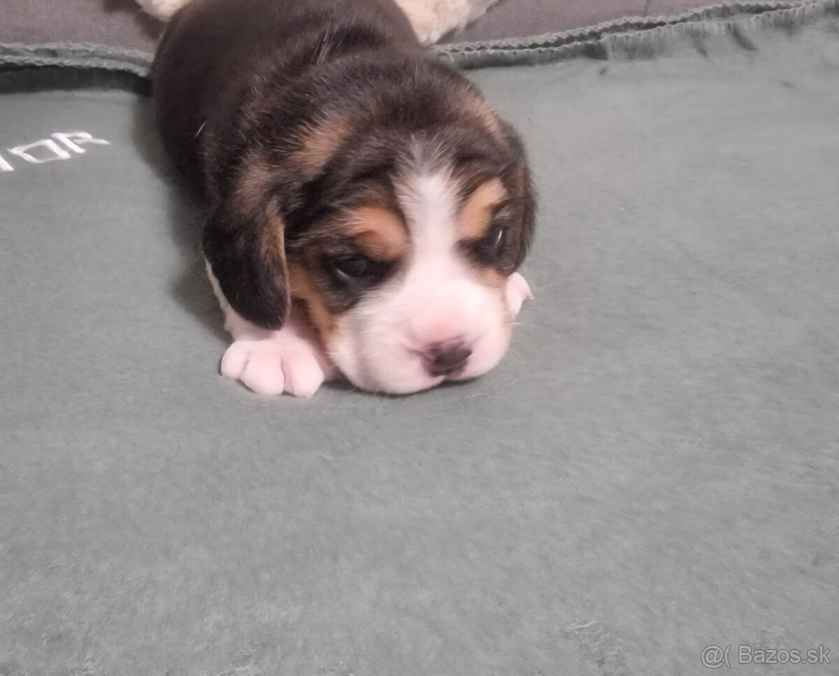 Šteniatka bígel, beagle - 8