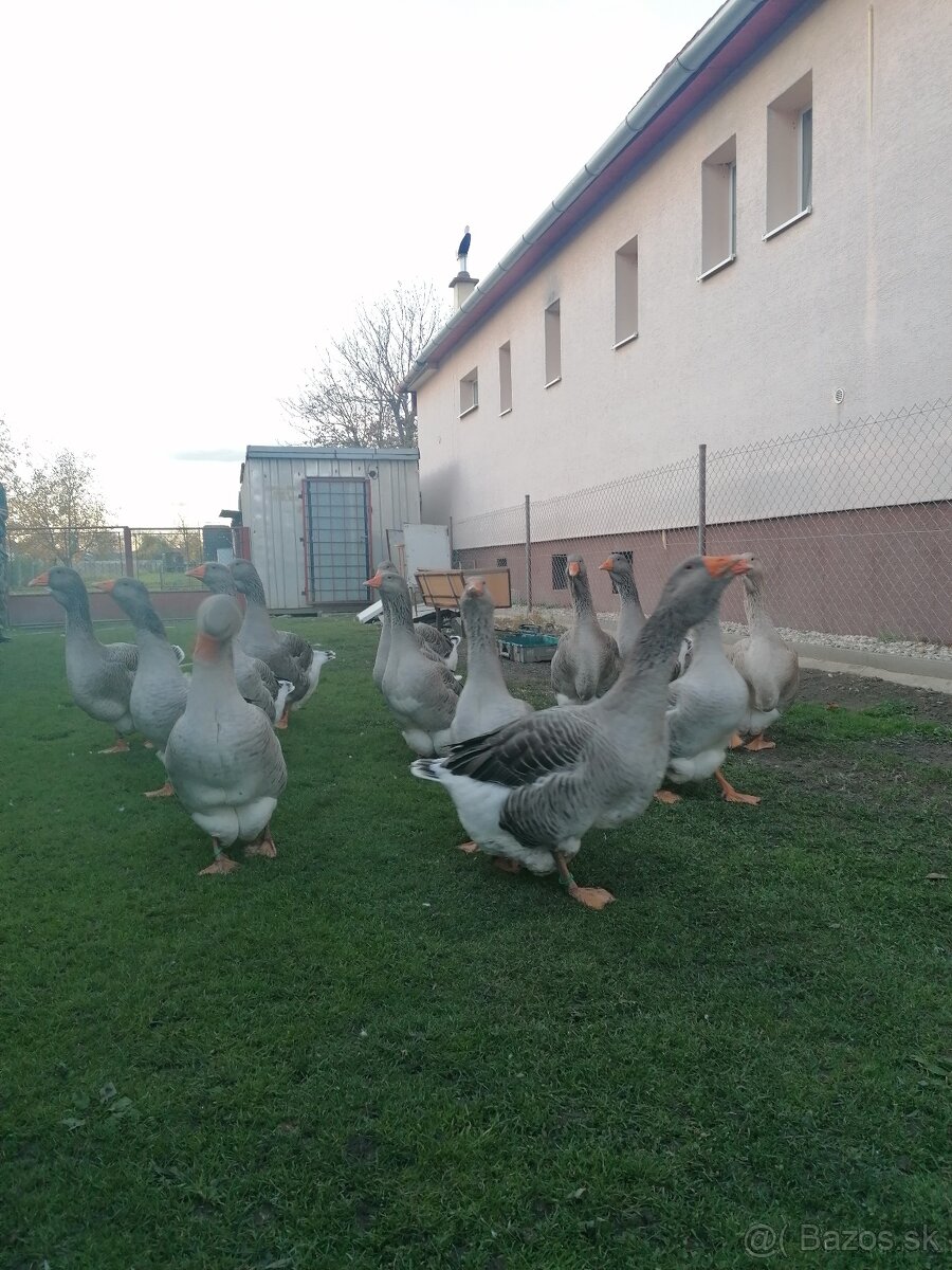 Husy landenske a tuluzske - 8