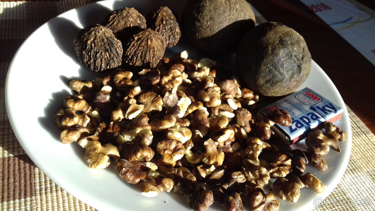 Orech čierny - sadenice. Orech čierny - Kotora - 8