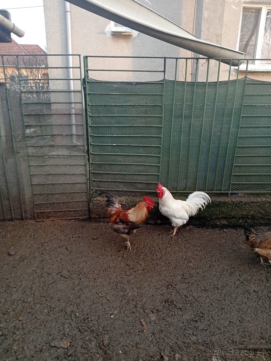 Na predaj kohuty - 8