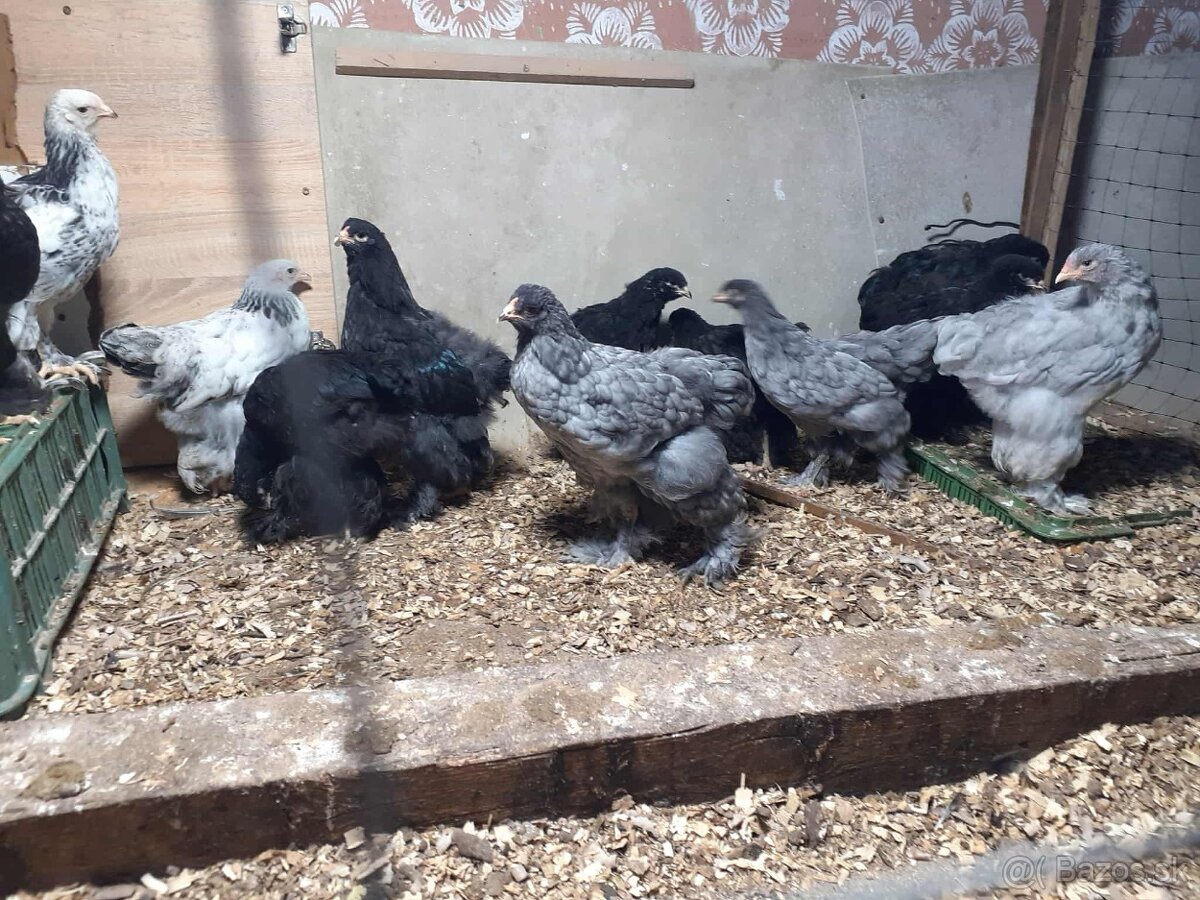 brahmanky, brahman, brahmanka velka - 8