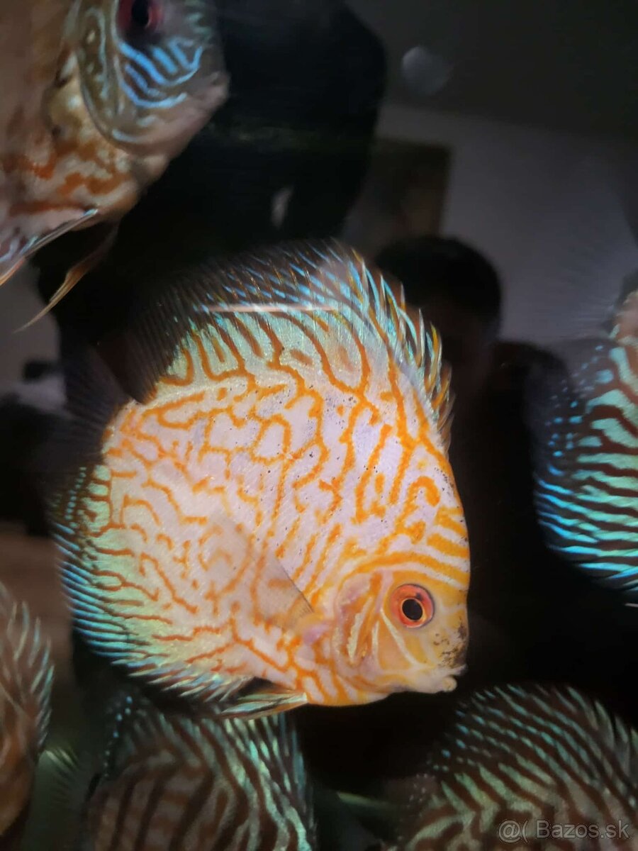 Tercovce,discusy - 8