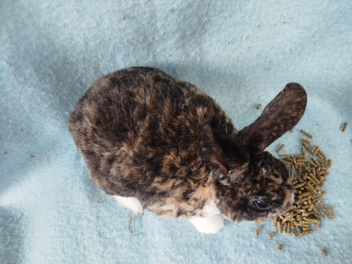 Zakrslý králik rex symb.cena - 8