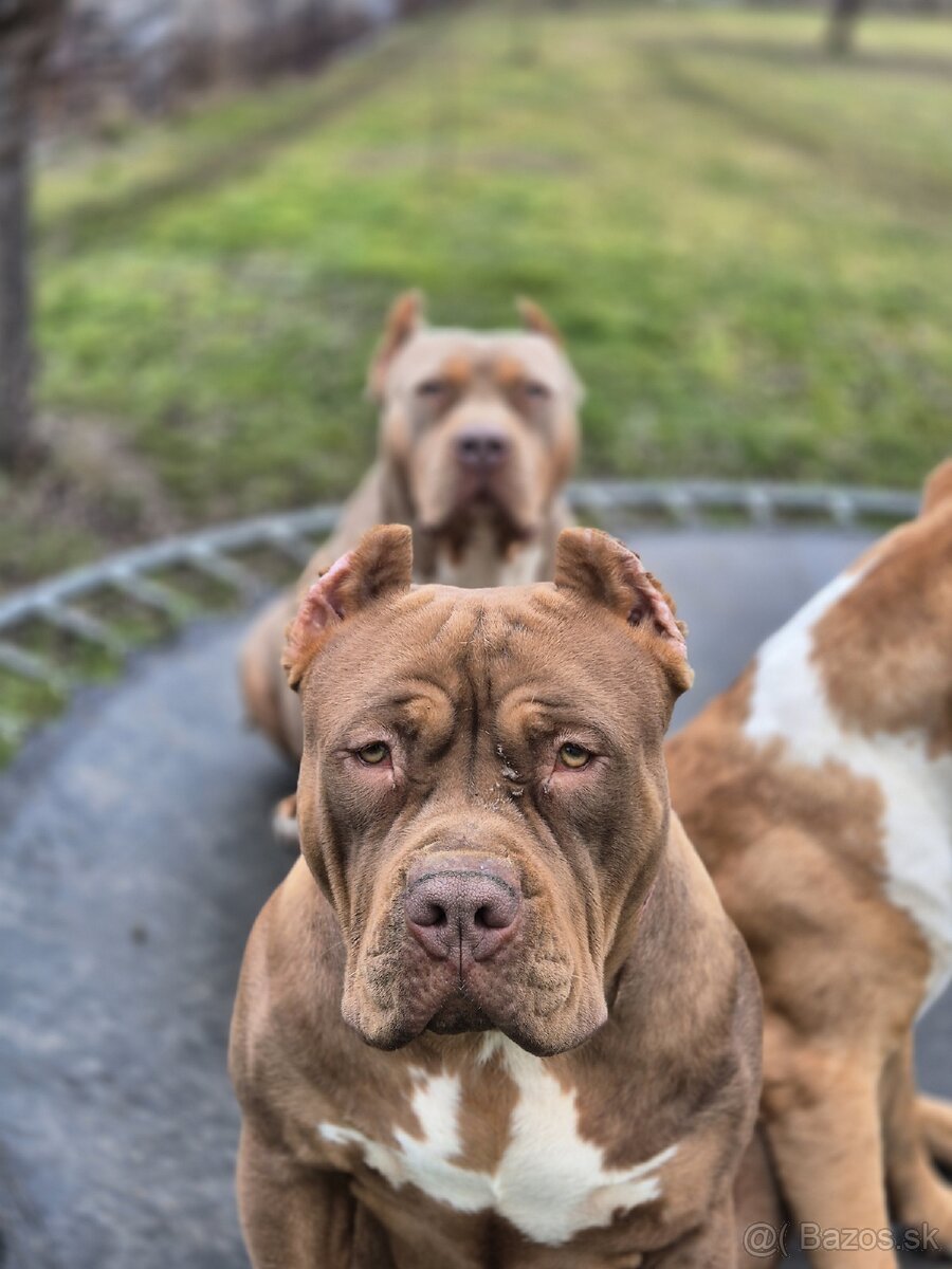 American bully XL - 8