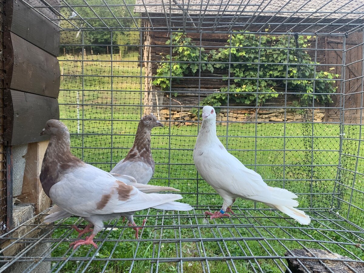 Predám holuby - 8
