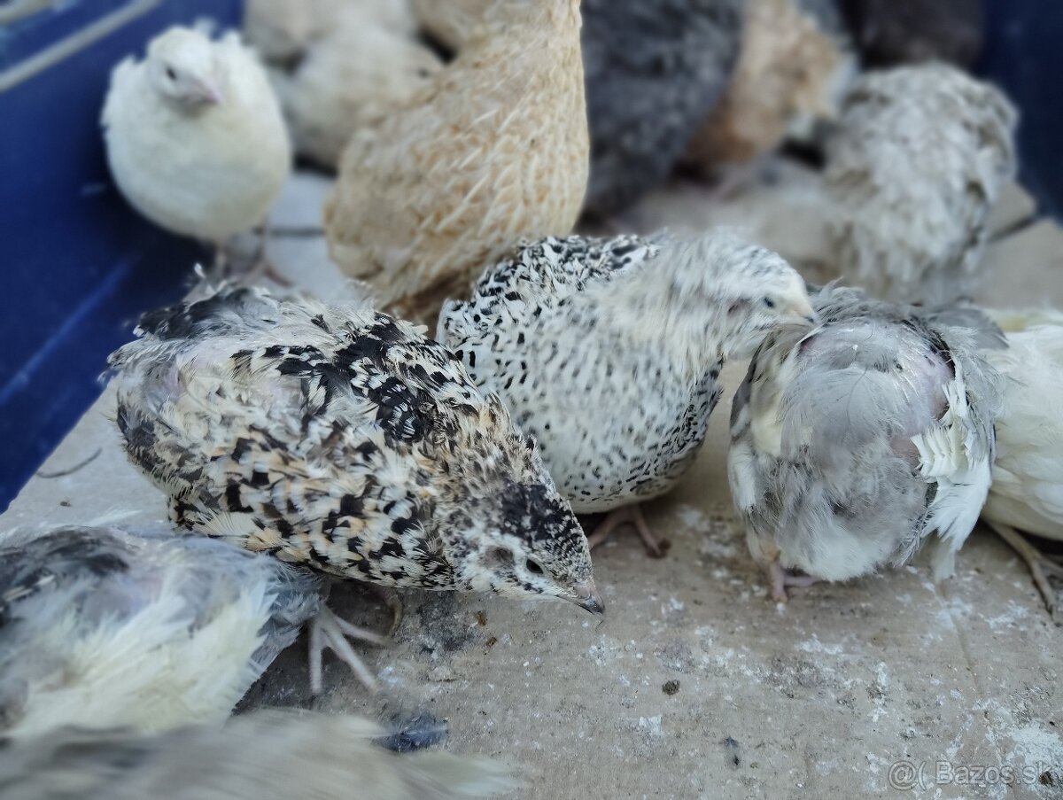 Predám japonské prepelice - 8