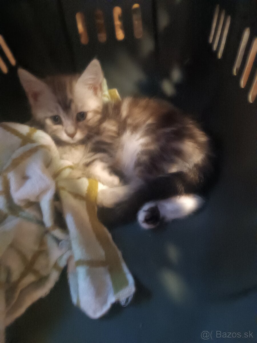 Britske maciatka - 8