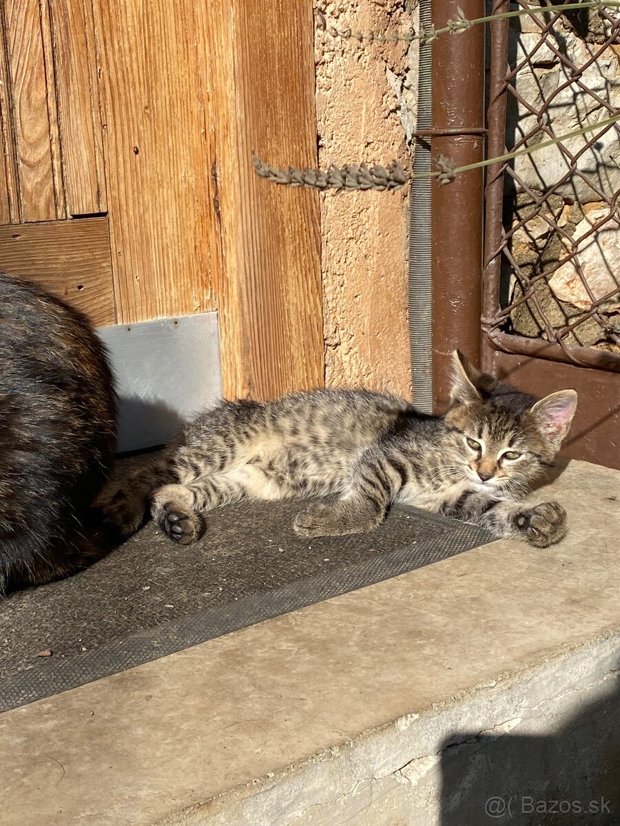 Darujem mačiatka - 8