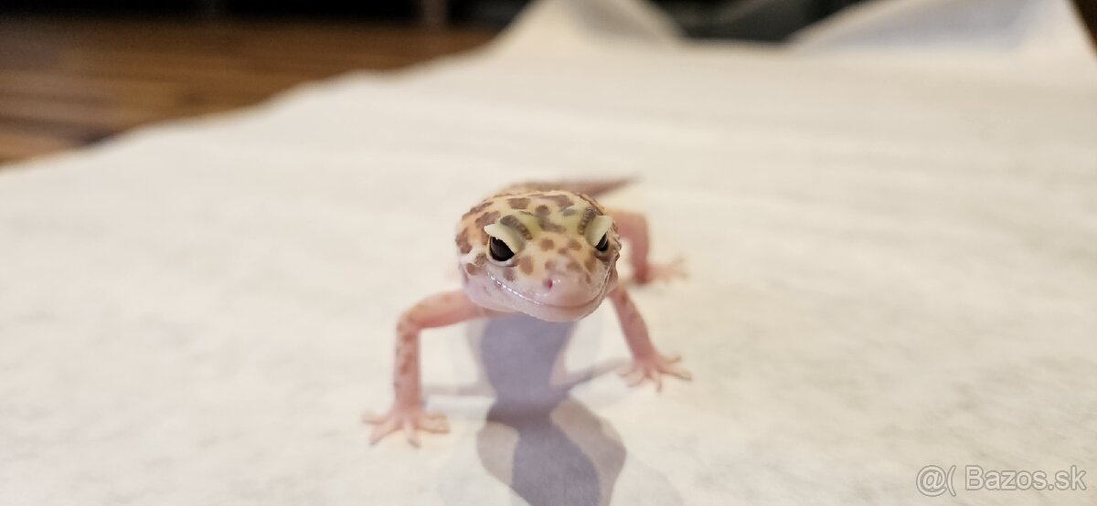Gekončík nočný - 8