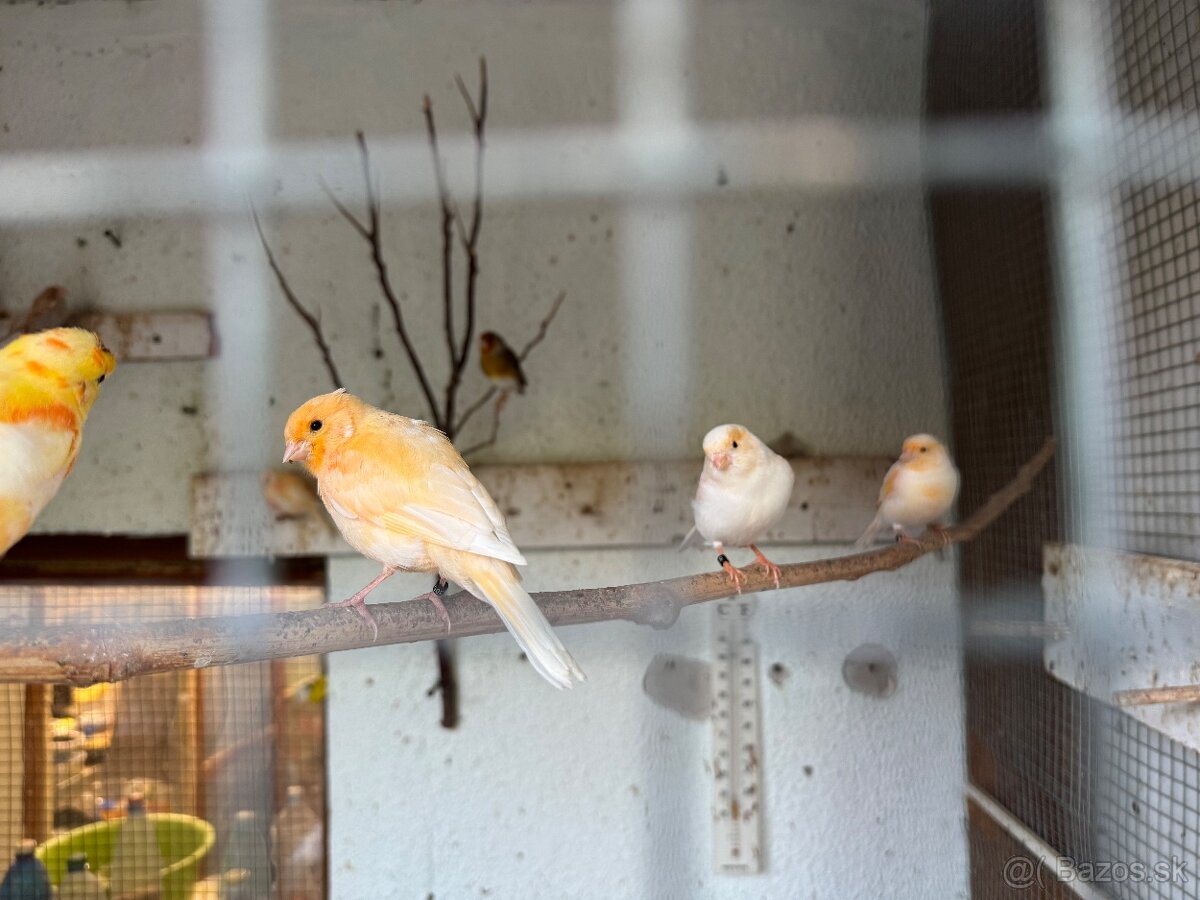 Predám kanárikov a mexických hýľov - 8
