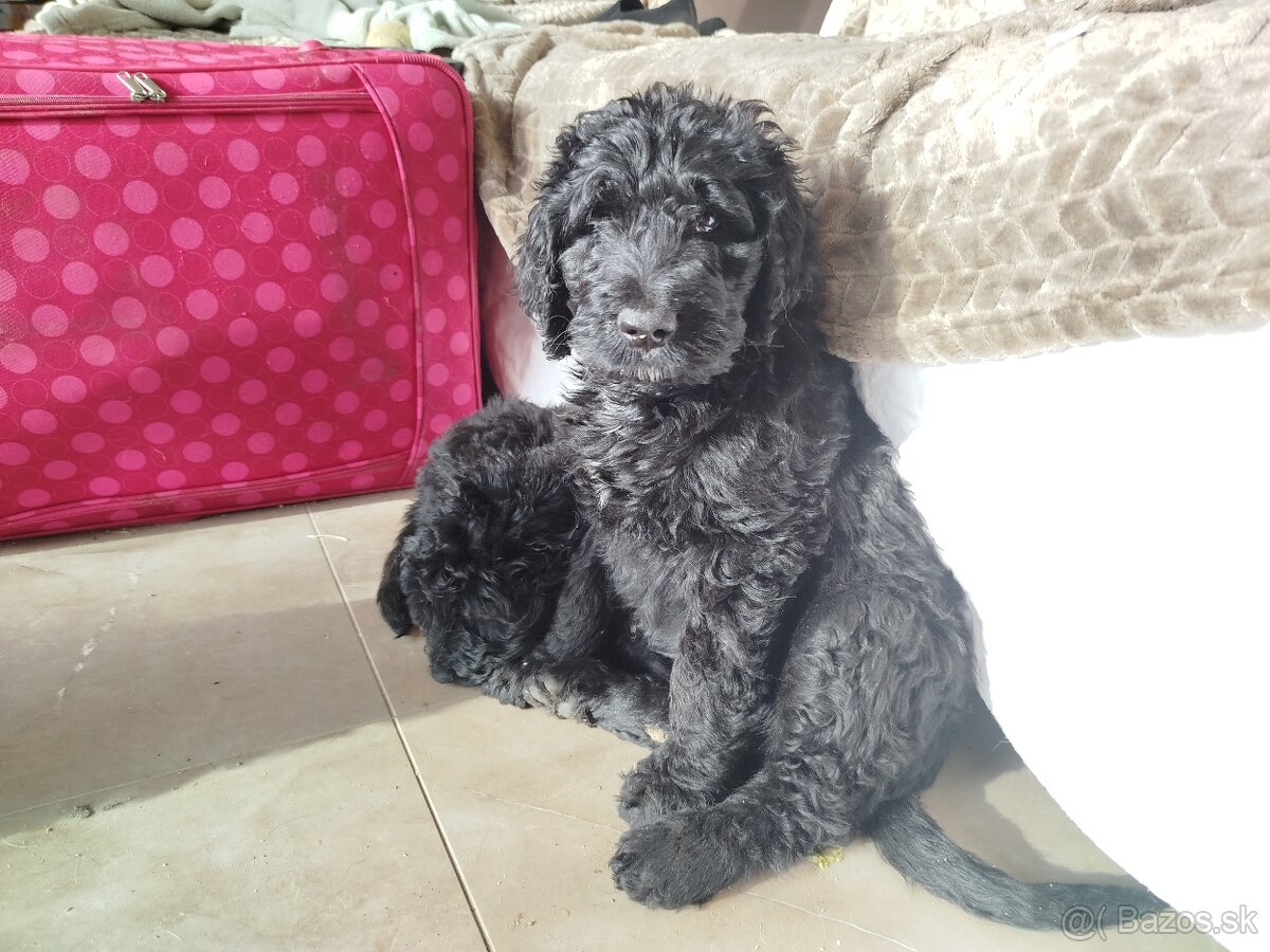 Predám šteniatka Labradoodle - 8