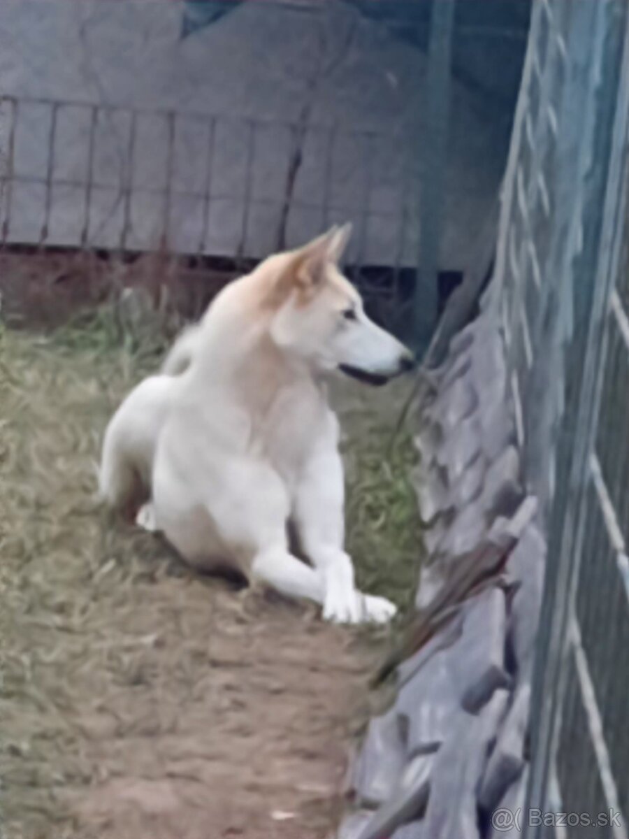 Západosibírska lajka - 8