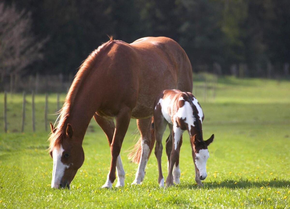 Pripúšťanie Paint Horse - 8