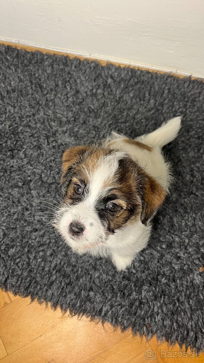 Jack Russell Terrier s PP - 8