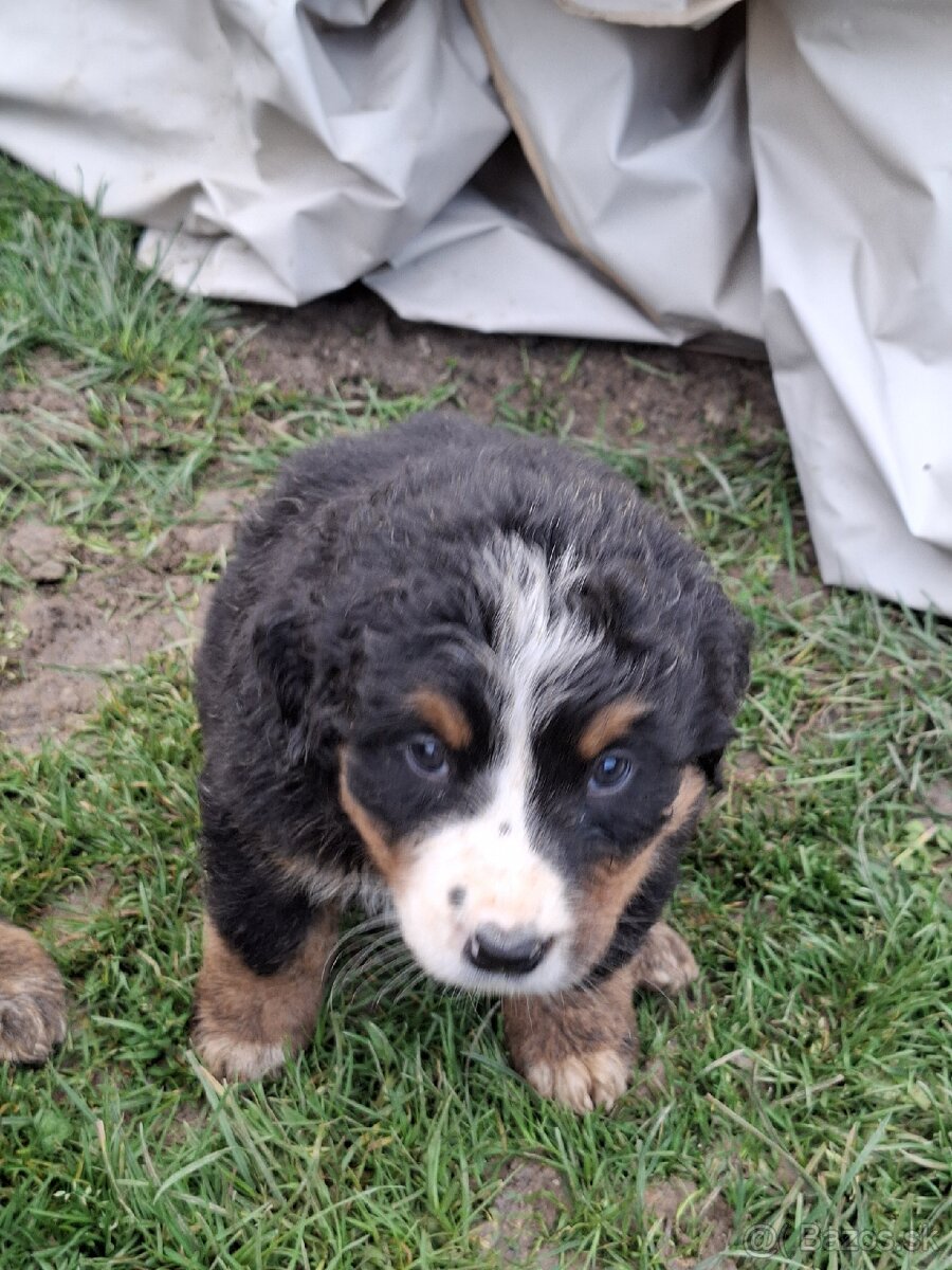 Bernský salašnícky pes- Šteniatka - 8