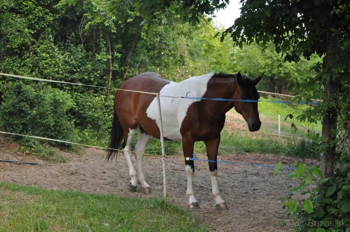 Kobyla bez PP - 8